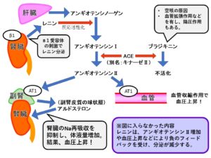 アンジオテンシンII受容体 - Angiotensin II receptor - JapaneseClass.jp